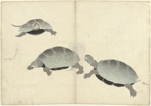 Drie schildpadden