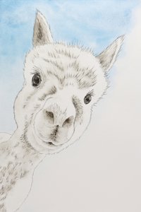 Een nieuwsgierig alpaca-portret door Natalie Bruns