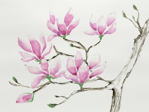 Delicate roze magnolia’s