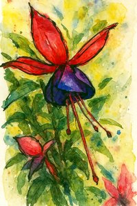 Fuchsia-bloesem in aquarel