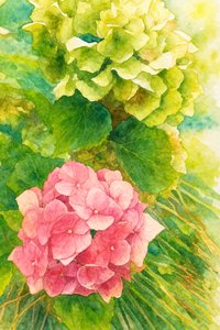 Roze en groene hortensia’s