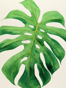 Tropisch Monstera-blad