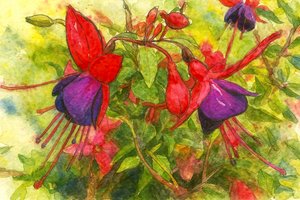Levendige fuchsia bloemen