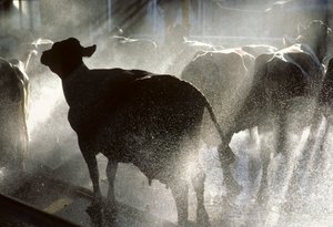 Melkkoeien worden gewassen onder een douche voordat ze worden gemolken op Kibboets Yotvata
