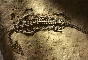 Foto van een marien gewerveld fossiel uit het Trias van een Pachypleurosaurus door Nathan Benn