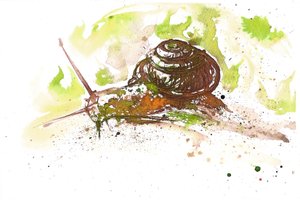 Slak, 2025 (inkt) door Neale Osborne