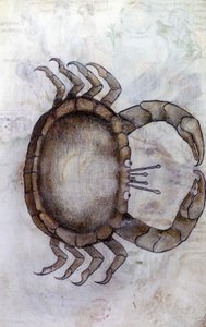 Sloane 3983 f.14v, Een krab, sterrenbeeld Kreeft door Netherlandish School
