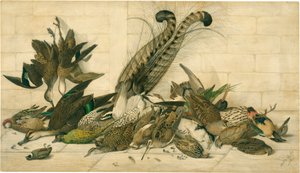 geen titel (Australische jachtvogels) door Neville Cayley