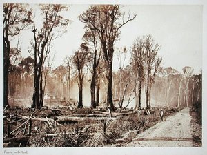 Seventy-Mile Bush door New Zealander Photographer