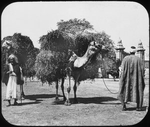 Kamelen die voer dragen, Egypte, c1890