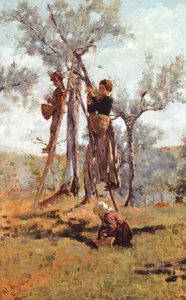 De olijvenoogst, ca. 1892