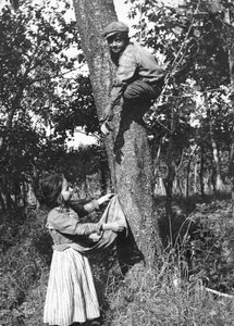 Een jongetje in een fruitboom plukt fruit voor een meisje, Molise door Nicola Biondi
