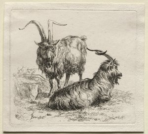 Animalia: Twee Geiten