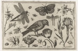Bloemen, libelle en vogel (Vogels, bloemen, insecten etc.) door Nicolaes de Bruyn (possibly)