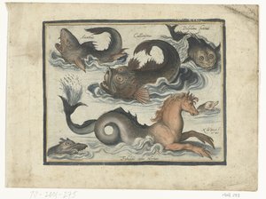 Fantastische waterdieren, onder andere zeepaard