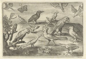 Hop en andere vogels