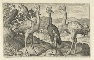 Kroonkraanvogel tussen twee struisvogels