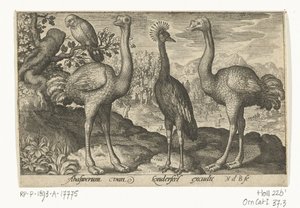 Kroonkraanvogel tussen twee struisvogels door Nicolaes de Bruyn