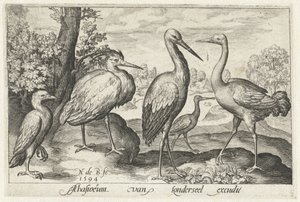 Ooievaar, kraanvogel, reiger en lepelaar