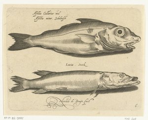 Schelvis en snoek door Nicolaes de Bruyn