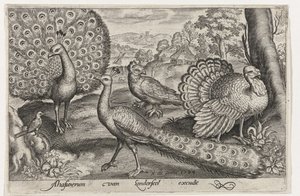 Twee pauwen en kalkoen Vogels en insecten door Nicolaes de Bruyn