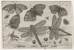 Vlinders en libellen