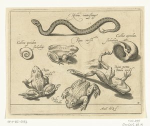 Waterslang, kikkers en padden door Nicolaes de Bruyn