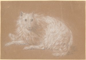 Een liggende langharige hond