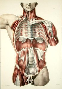 Gevilde torso, plaat uit 