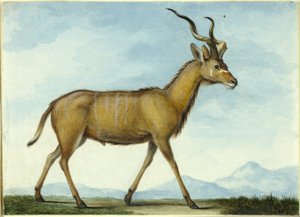 Een koedoe door Nicolas Hüet the Younger