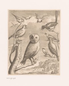 Uil en andere vogels Vogels uit de dierentuin van Versailles door Nicolas Robert (possibly)