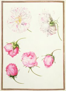 Zes Hoofden van Oude Mode Rozen