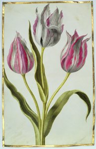 Tulpen, ca. 1675