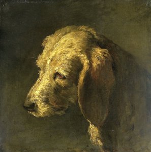 Hoofd van een hond
