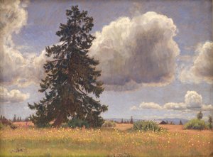 Sparrenboom in een Zomerweide. Noorwegen
