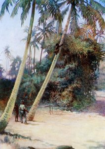 Klimmen naar groene kokosnoten, 1908