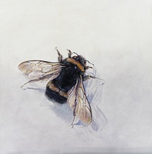 Bombus terrestris 11 (acryl op gegessuurd hout) door Odile Kidd