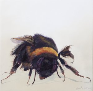 Bombus terrestris 9, 2013 (acryl op hout) door Odile Kidd