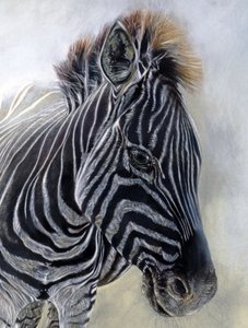 Equus burchelli 1 (detail), 2009 (houtskool, conte  krijtpastel op Bockingford-papier) door Odile Kidd
