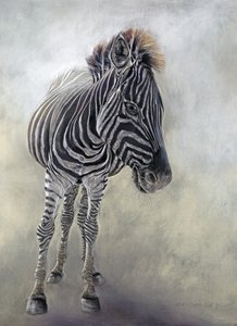 Equus burchelli 1, 2009 (houtskool, conte  krijtpastel op Bockingford papier) door Odile Kidd
