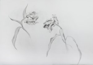 Estella rijnveld 3, 2017 (potlood op patroonpapier) door Odile Kidd