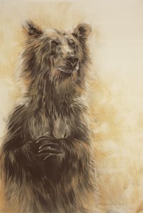 Grizzly Bear 1, 2002 (carbon potlood, houtskool  krijt) door Odile Kidd