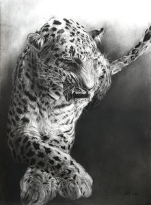 Panthera pardus 1, 2009 (houtskool  conte op Fabriano-papier) door Odile Kidd
