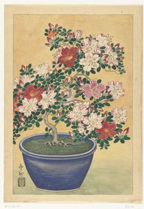 Bloeiende azalea in blauwe pot