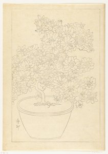 Bloeiende azalea in pot