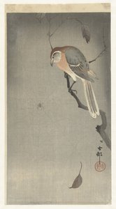 Buffelkopklauwier en spin door Ohara Koson