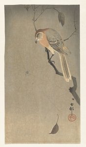 Buffelkopklauwier en spin door Ohara Koson