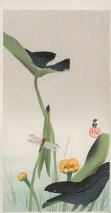 Libelle en lotus