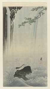 Japanse kwikstaart bij waterval