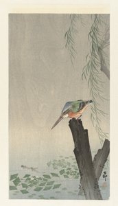 IJsvogel op een boomstronk